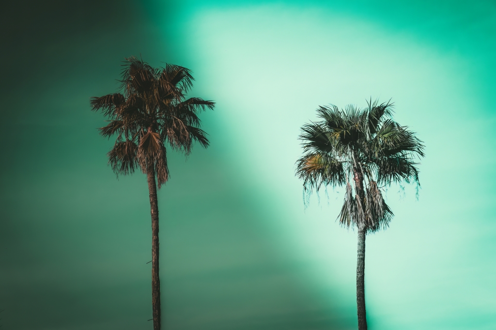 Palme Gemelle