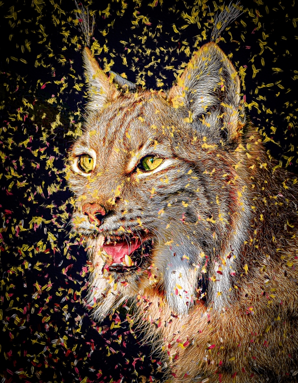 Felines - Lynx