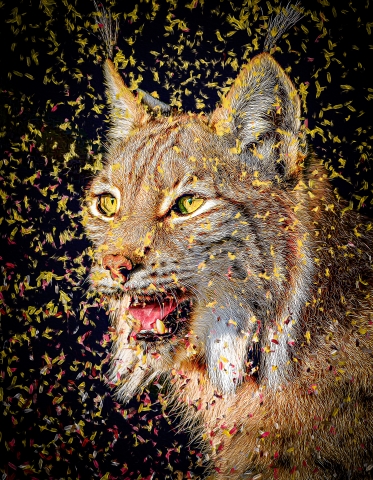 Felines - Lynx