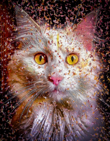 Cat - Angora
