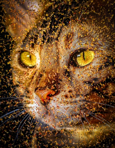 Cat - Bengal