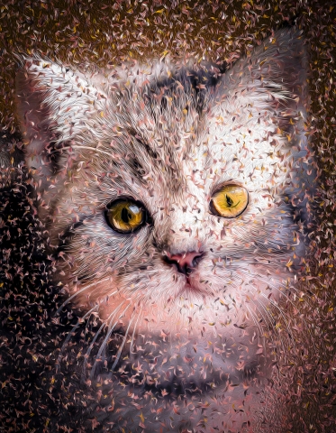 Cat - British Shorthair