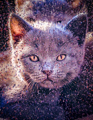 Cat - Chartreux