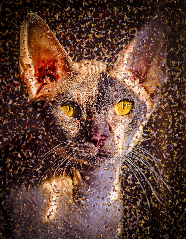 Cat - Cornish Rex