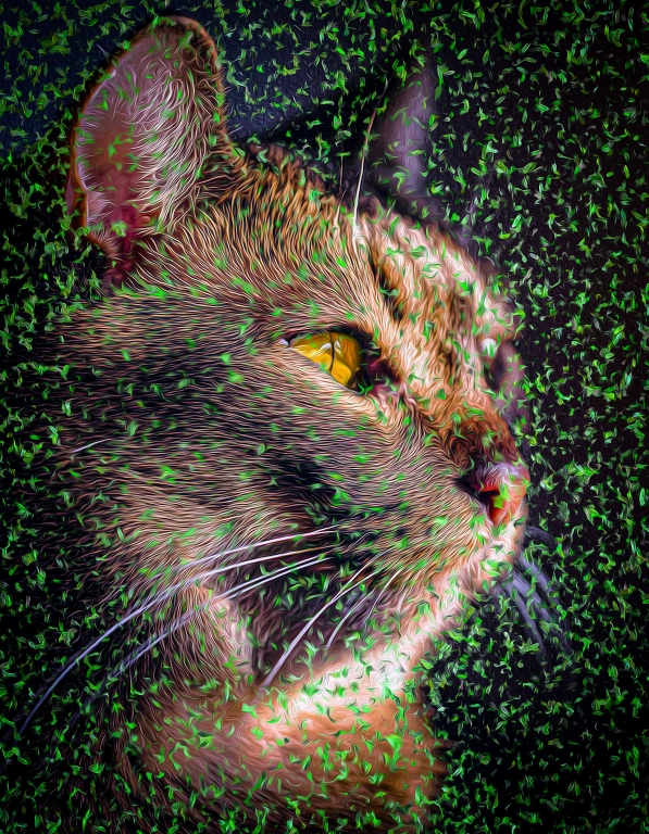 Cat - Havana Brown