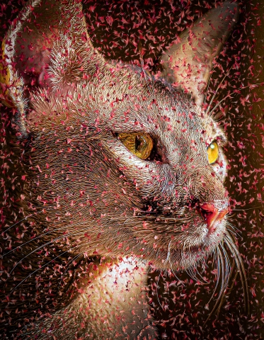 Cat - Oriental