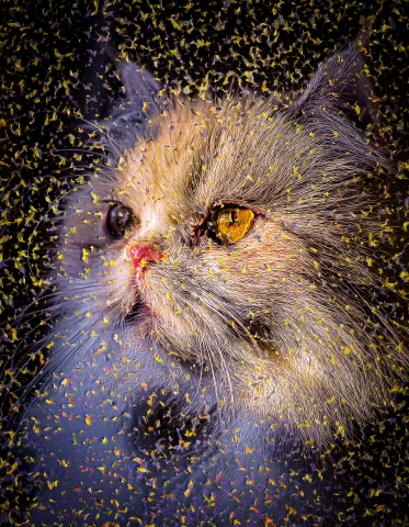 Cat - Persian
