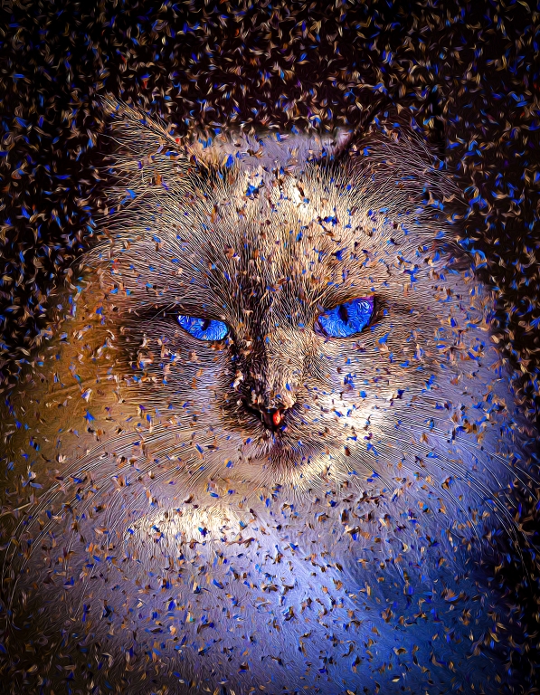 Cat - Ragdoll