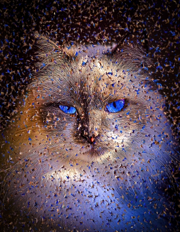 Cat - Ragdoll