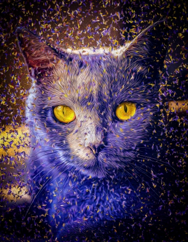 Cat - Russian Blue