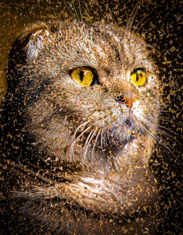 Cat - Scottish Fold