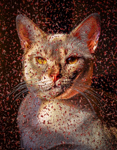 Cat - Singapura