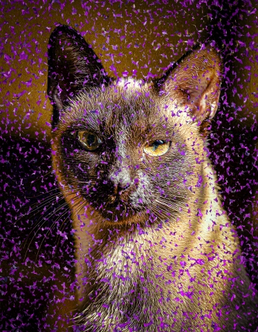 Cat - Tonkinese