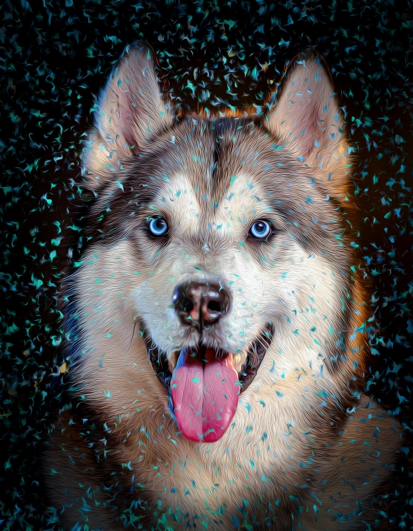 Dog - Alaskan Malamute
