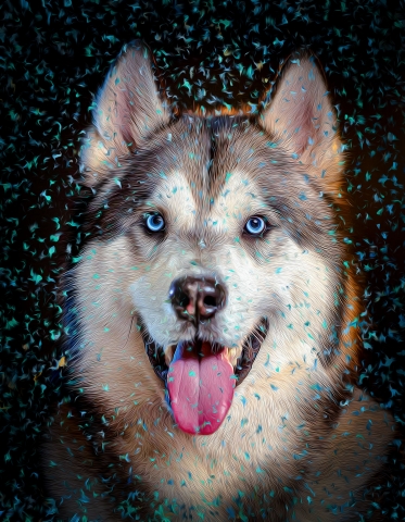 Dog - Alaskan Malamute