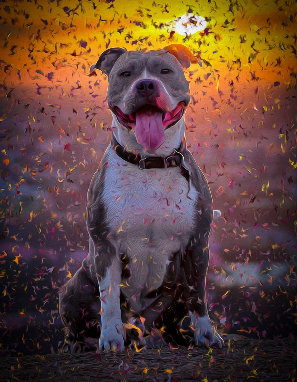 Dog - American Staffordshire Terrier (AmStaff)