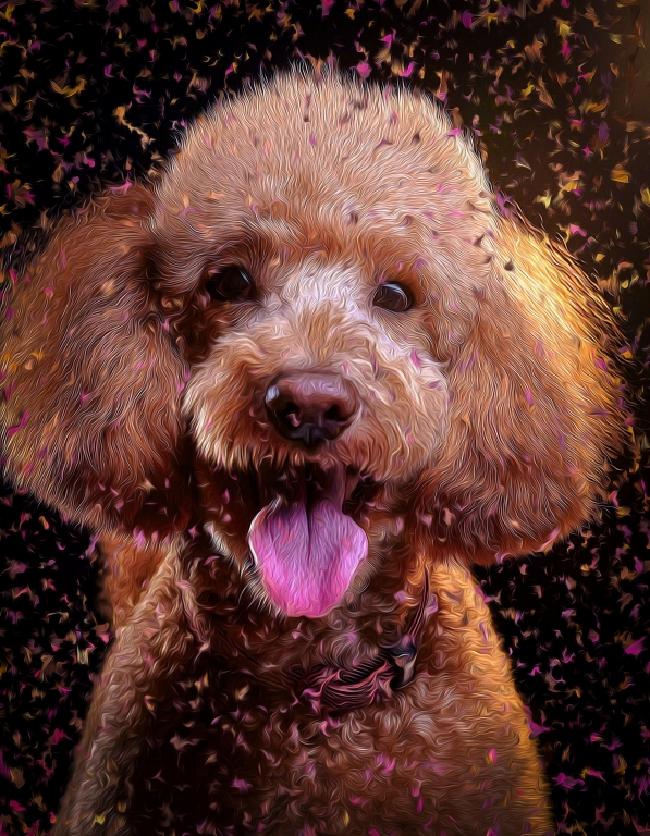 Dog - Poodle