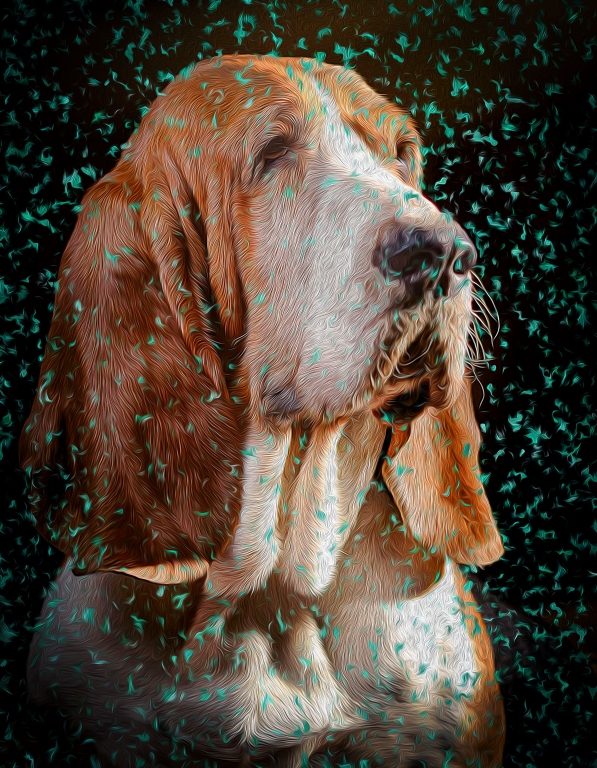 Dog - Basset Hound