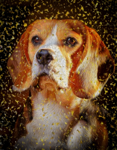 Dog - Beagle