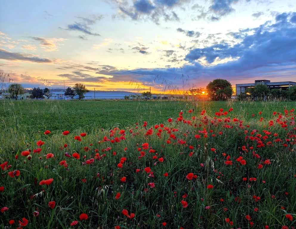 Papaveri all' alba