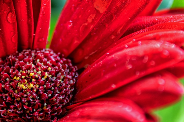 Gerbera
