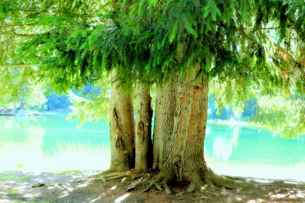 l'arbre