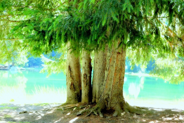 l'arbre