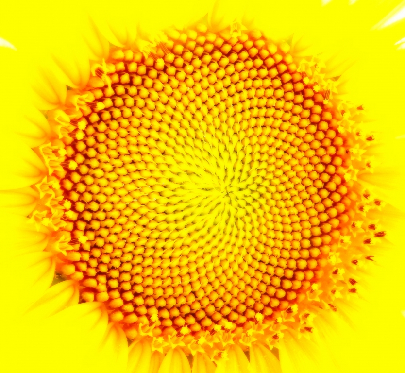 geometrie natur jellow