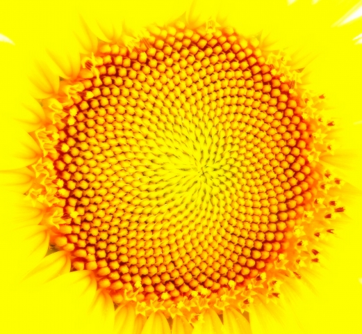 geometrie natur jellow