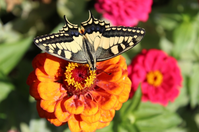 Farfalla in posa sul fiore