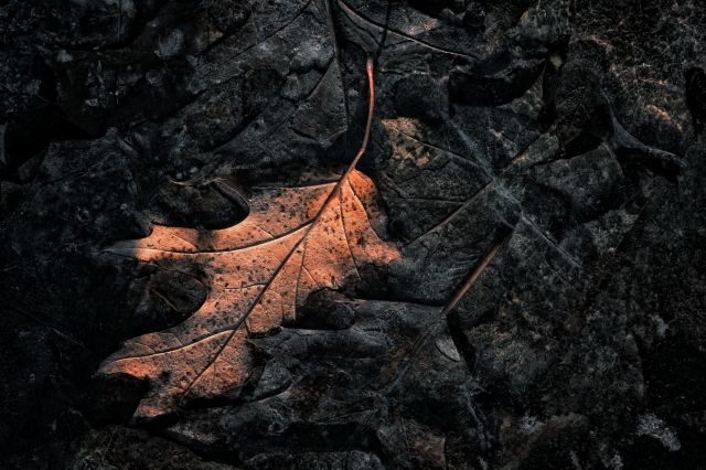 “Luce nel gelo”  “Light in the Frost”