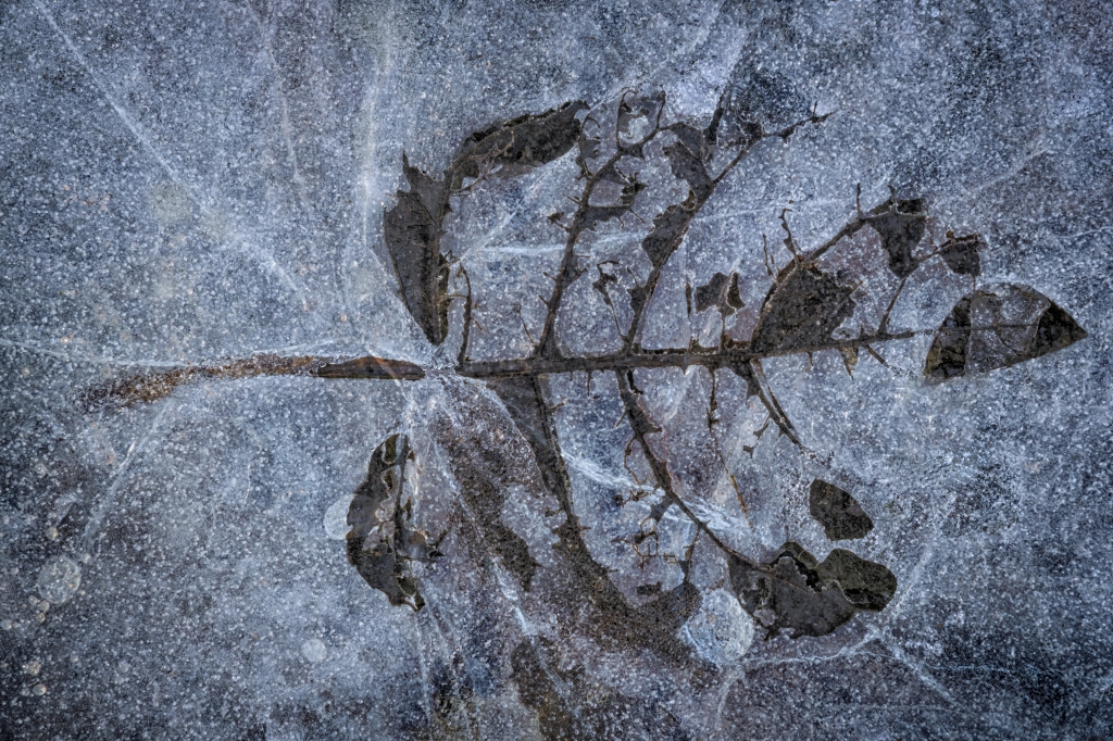 “Nel tempo del gelo”  “In the Time of Frost”
