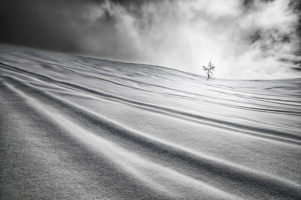 “L’albero e il vuoto”  “The Tree and the Void”