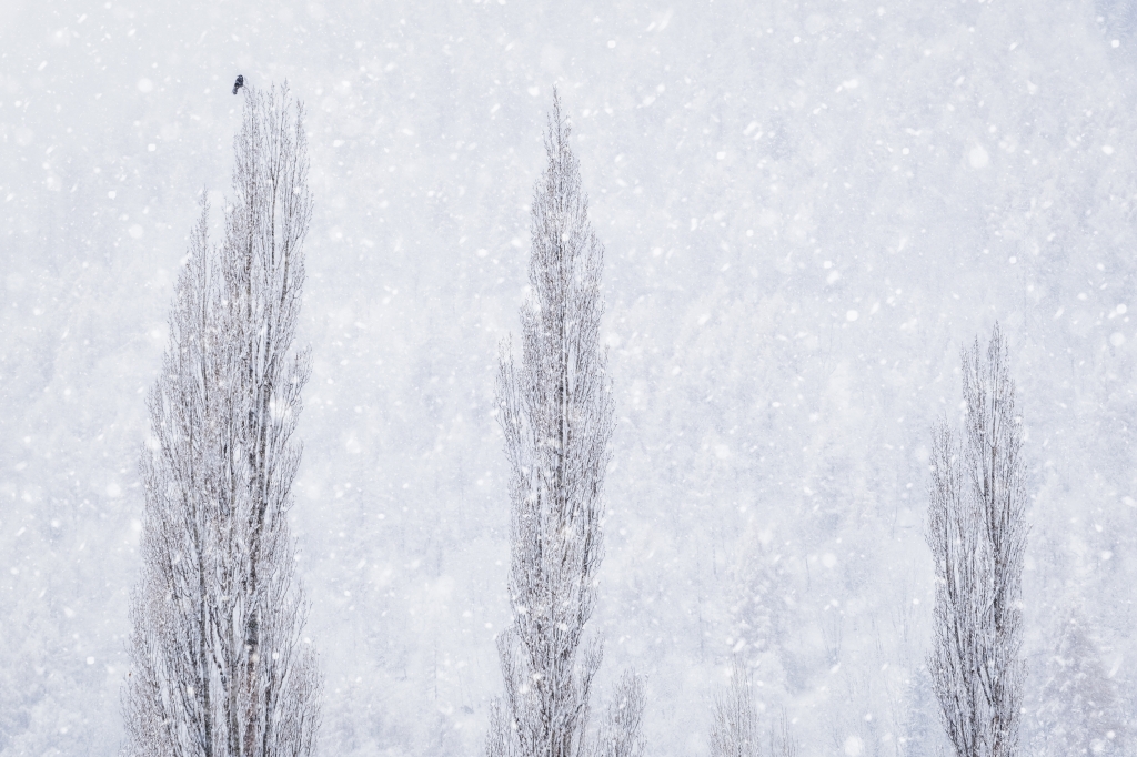 “Nel respiro della neve”  “In the Breath of Snow”