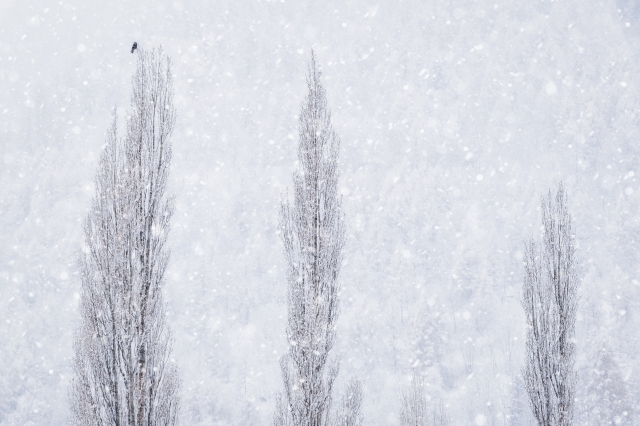 “Nel respiro della neve”  “In the Breath of Snow”