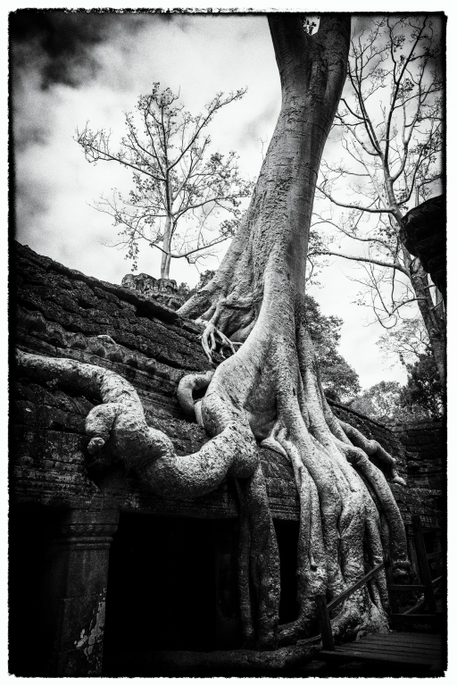 Radici del tempo a Ta Prohm