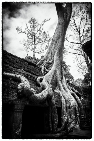 Radici del tempo a Ta Prohm