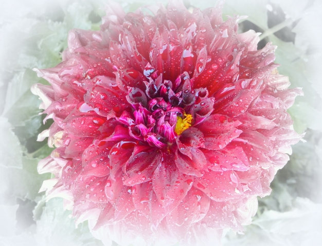 surgelata · graziellataibi