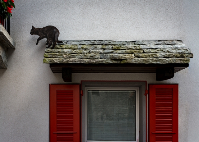 La Gatta
