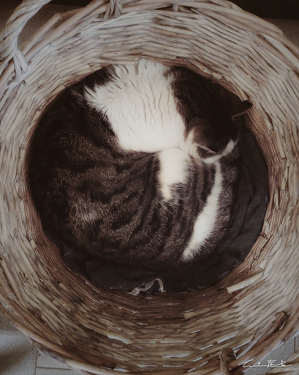 Round cat