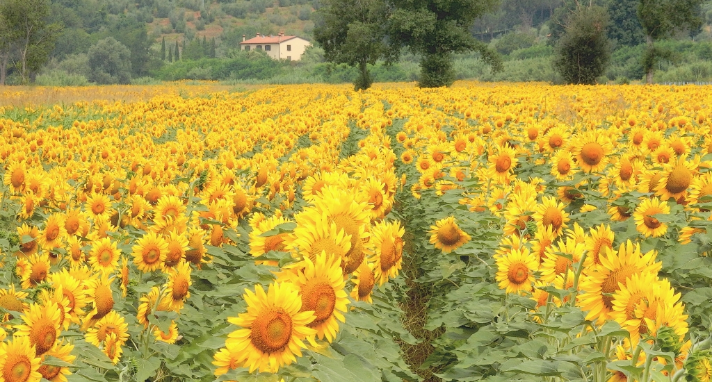 la casa dei girasoli