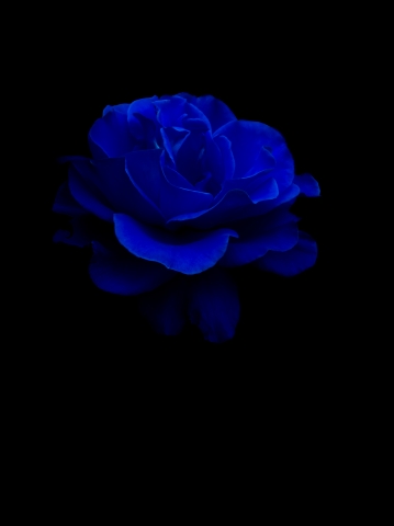 Rosa d’Oltremare