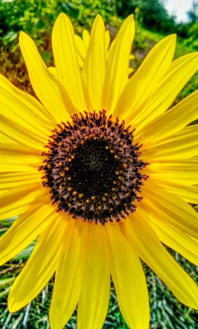 Girasole