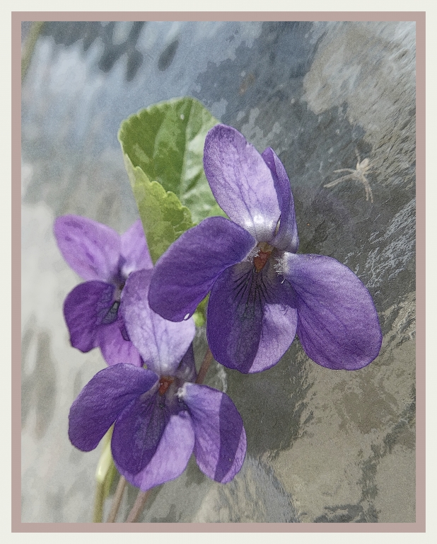 semplicemente viola