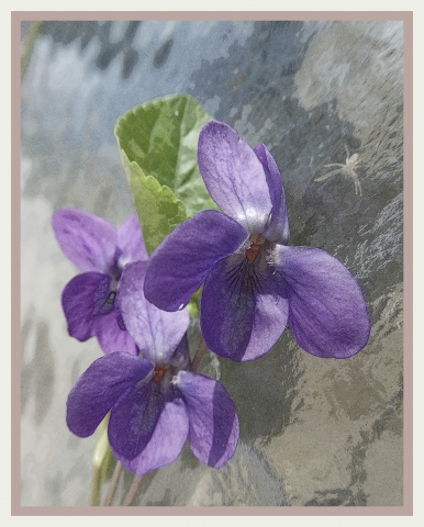 semplicemente viola