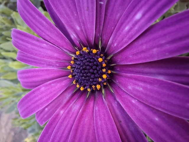 Viaggio nella natura: "Sinfonia di Petali"