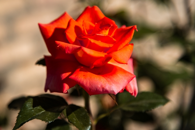 Il cuore ardente della rosa · Lucio_Di_Giovannantonio