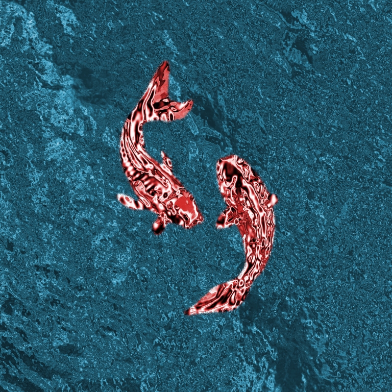 Carpe koi rubino