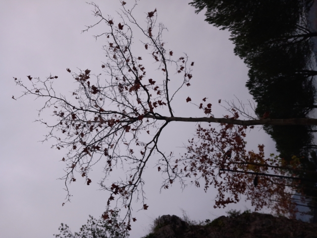 Albero