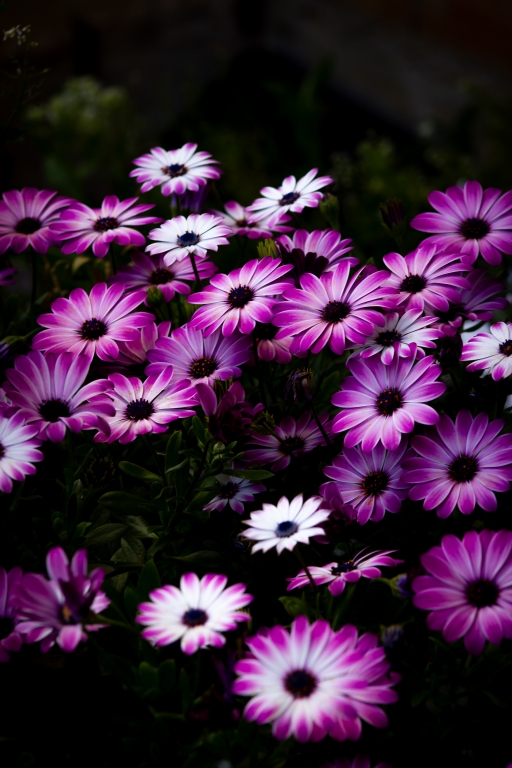 Primavera
